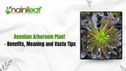 Aeonium Arboreum Plant