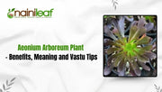 Aeonium Arboreum Plant