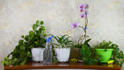 Golden Money Plants - Benefits, Vastu Tips, Styling Ideas
