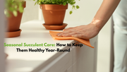 Seasonal Succulent Care-How to Keep Them Healthy Year-Round