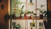 Top 6 Monsoon Plants for a Healthier, Greener Home