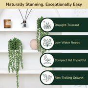 Senecio rowleyanus, String of Pearls Plant