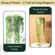 Senecio rowleyanus, String of Pearls Plant