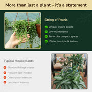 Senecio rowleyanus, String of Pearls Plant