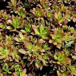Aeonium Kiwi Plant