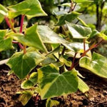 English Ivy Plant