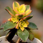 Aeonium ‘Kiwi' Plant - Nainileaf