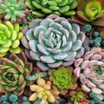 Combo of 15 Plants - Nainileaf