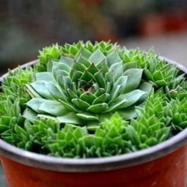 lakshmi kamal succulent Sempervivum Calcareum (Laxmi Kamal) Plant – Nainileaf