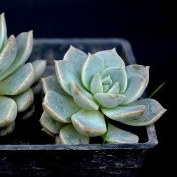 fleur blanc succulent Echeveria 'Fleur Blanc' Plant – Nainileaf