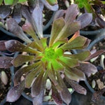 Aeonium Arboreum
