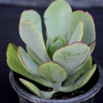 Crassula Arborescens Plant