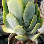 Crassula Arborescens