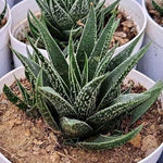 Haworthiopsis Attenuata ‘Concolor’ Plant - Nainileaf