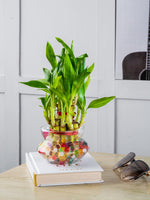 2 Layer Lucky Bamboo Plant With Glass Pot - Nainileaf - Nainileaf