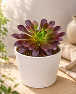 Aeonium Arboreum Plant - Nainileaf