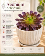 Aeonium Arboreum Plant - Nainileaf