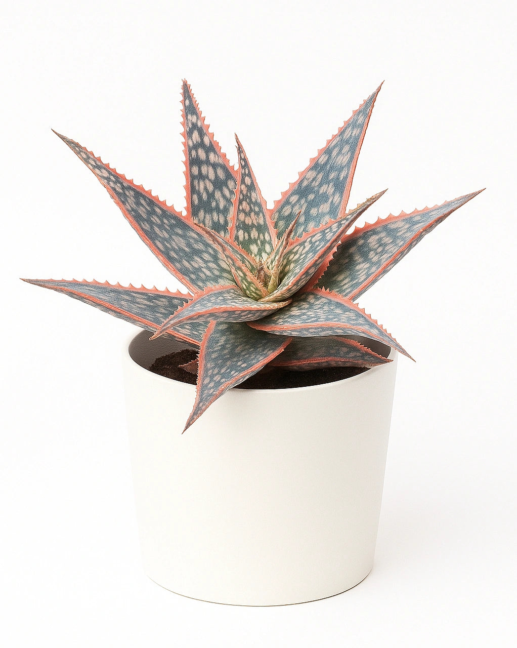 aloe donnie Aloe Donnie Plant – Nainileaf
