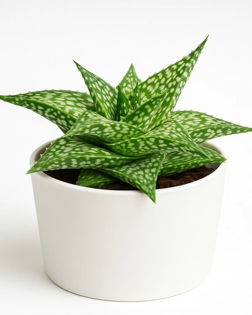 aloe white fox Aloe 'White Fox' Plant – Nainileaf