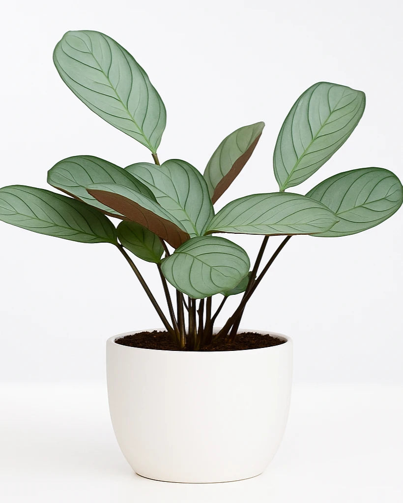 wishbone prayer plant Calathea Burle Marxii (Maranta Wishbone Prayer Plant) Bare rooted – Nainileaf