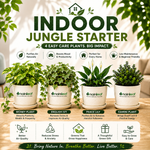 Indoor Jungle Starter - Nainileaf