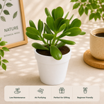 Crassula Ovata Plant (Kuberakshi Plant) - Nainileaf