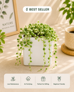 Senecio rowleyanus- String of Pearls Plant (Varigated) - Nainileaf