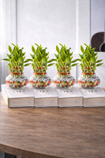 Pack of 4 - Three Layer Lucky Bamboo Plant 10cm Bare Rooted - Nainileaf - Nainileaf