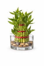 Pack of 2 - Three Layer Lucky Bamboo Plant 10cm Bare Rooted - Nainileaf - Nainileaf