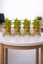 Pack of 4 - Three Layer Lucky Bamboo Plant 10cm Bare Rooted - Nainileaf - Nainileaf