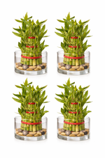 Pack of 4 - Three Layer Lucky Bamboo Plant 10cm Bare Rooted - Nainileaf - Nainileaf