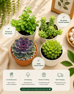 Success Attraction Succulent Combo - Nainileaf