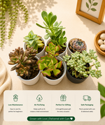 Assorted Combo 2 of 5 Succulents - Nainileaf