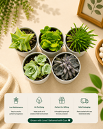 Assorted Combo of Succulents - Set of 5 pieces - Nainileaf