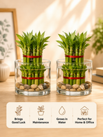 Pack of 2 - Two Layer Lucky Bamboo Plant With Pot - Nainileaf - Nainileaf