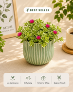 Aptenia Cordifolia Plant- Varigated (Baby Sunrose Plant) - Nainileaf