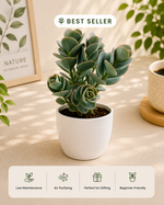 Kalanchoe Marnieriana Plant - Nainileaf