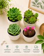 Assorted combo 4 of 4 Succulents - Nainileaf