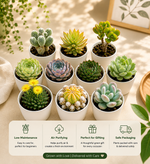 Assorted Combo of Succulents - Pack of 10 pieces - Nainileaf
