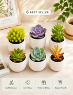 Combo Of 6 Plants - Nainileaf