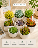 Combo of 8 Plants - Nainileaf