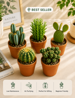 Combo Of 5 Cactus Plants (Bare Rooted) - Nainileaf