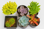 Combo Of 6 Plants - Nainileaf