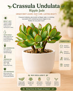 Crassula Undulata- Ripple Jade - Nainileaf