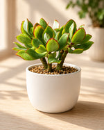 Crassula Undulata- Ripple Jade - Nainileaf