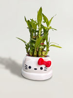 2 Layer Lucky Bamboo Plant With Pot - Nainileaf - Nainileaf