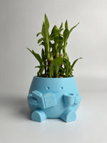 2 Layer Lucky Bamboo Plant With Pot - Nainileaf - Nainileaf