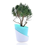 Murraya Paniculata Plant