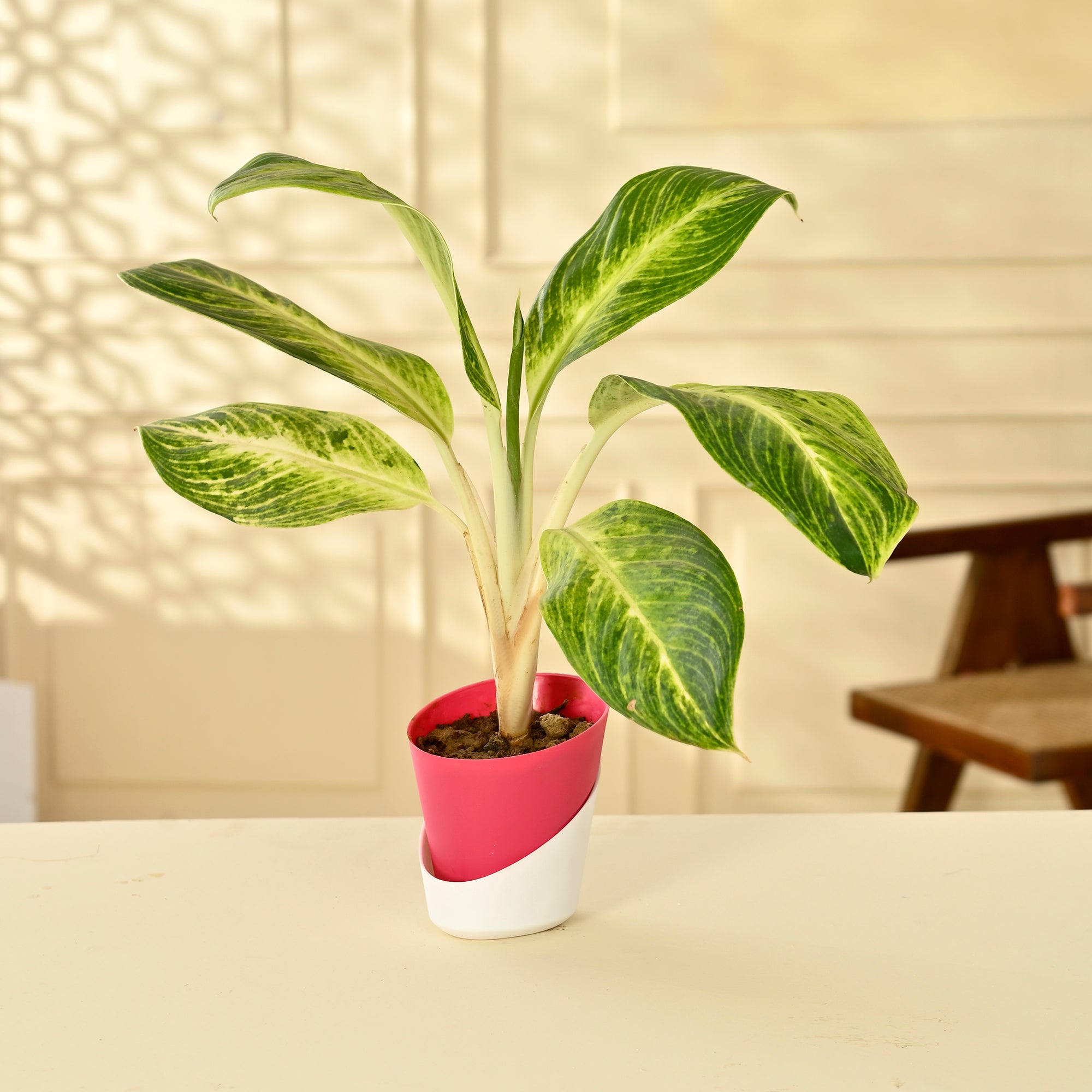 aglaonema manila Aglaonema Manila With Self Watering Pot – Nainileaf