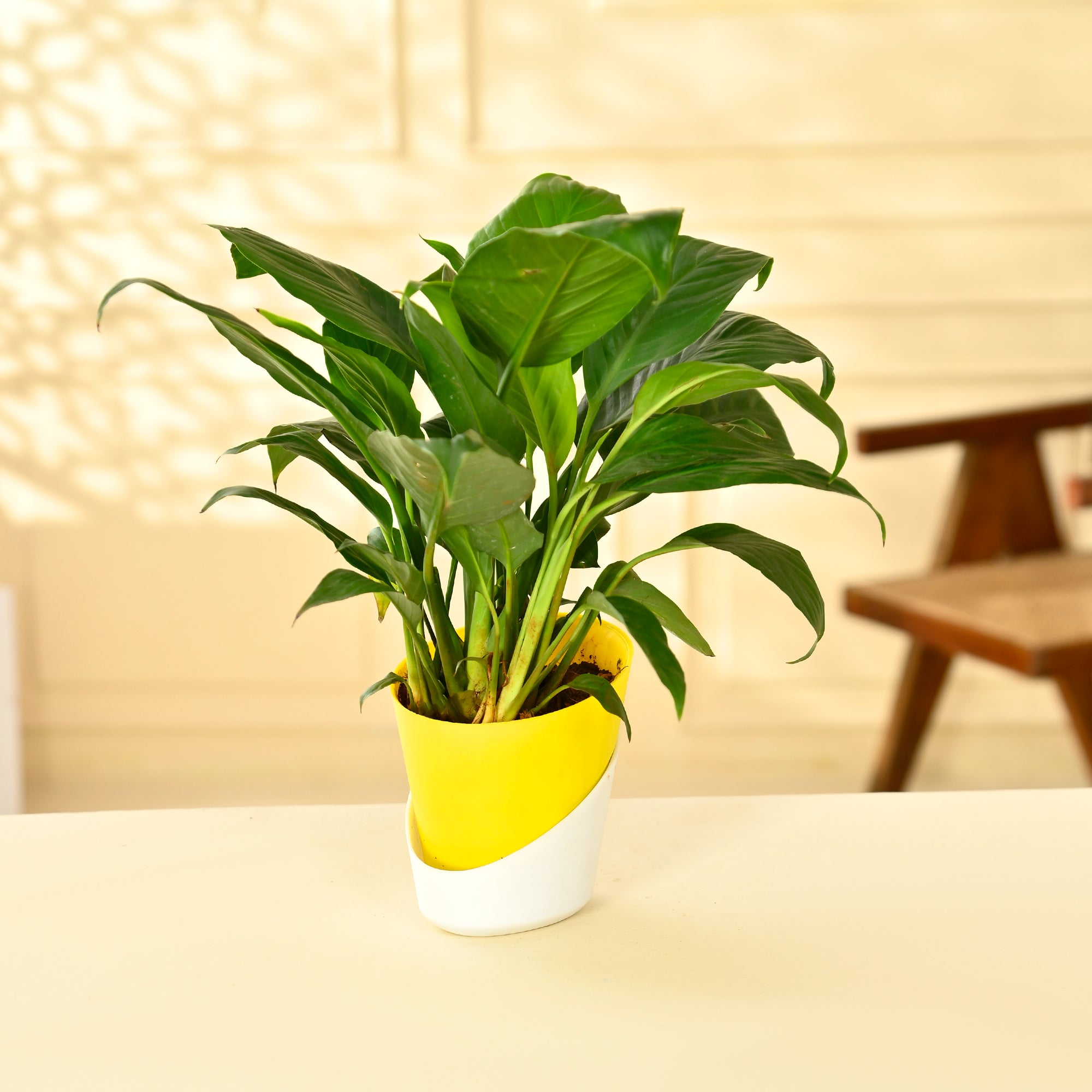 peace lily in self watering pot Peace Lily With Self Watering Pot – Nainileaf
